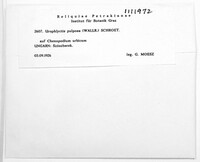Physoderma pulposum image